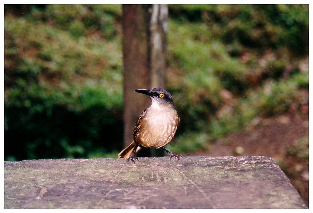 03 - Guadeloupe (12).jpg